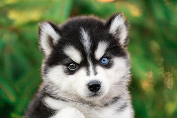 Lovely little black and white Husky Malamute Pomsky puppy portrait