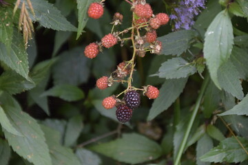 Amora-silvestre a natureza da ilha da Madeira