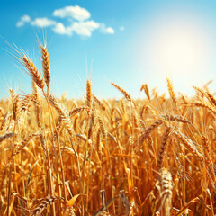 Fototapeta premium Golden Wheat Field Under a Sunny Sky