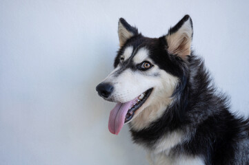 Profile portrait of husky dog