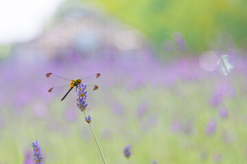 トンボとラベンダー