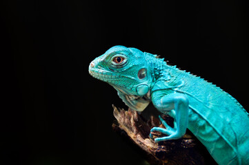 Fototapeta premium potrait of baby blue iguana