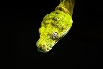 potrait green tree python 
