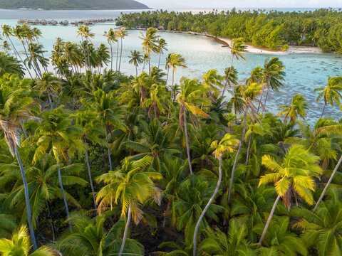 Aerial drone view over lush green palm trees on a motu near the tropical island of Taha'a in French Polynesia near Tahiti and Bora Bora.  - Powered by Adobe