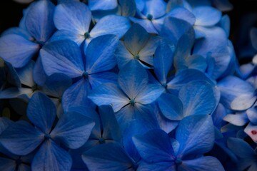 Trilho na natureza na ilha da Madeira flores roxas