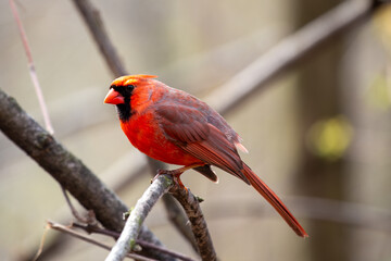 Male Northern Cardinal (Cardinalis cardinalis) in Central Park, New York, USA