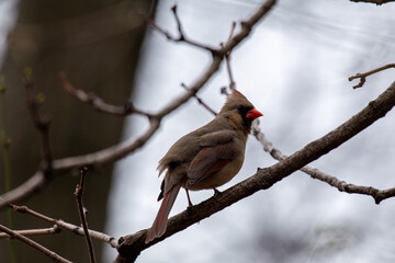 Female Northern Cardinal (Cardinalis cardinalis) in Central Park, New York, USA