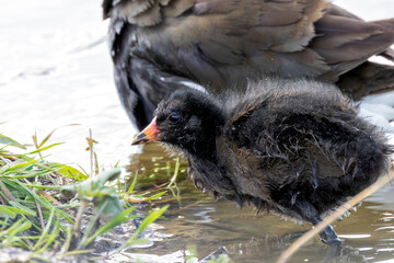 Juvenile Moorhen (Gallinula chloropus) in Turvey Nature Reserve, Dublin, Ireland