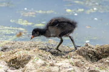 Juvenile Moorhen (Gallinula chloropus) in Turvey Nature Reserve, Dublin, Ireland