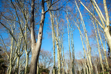 are long trees and the sky in the forest