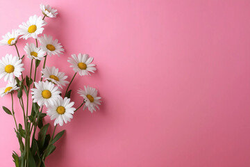 Fototapeta premium daisies on a pink background