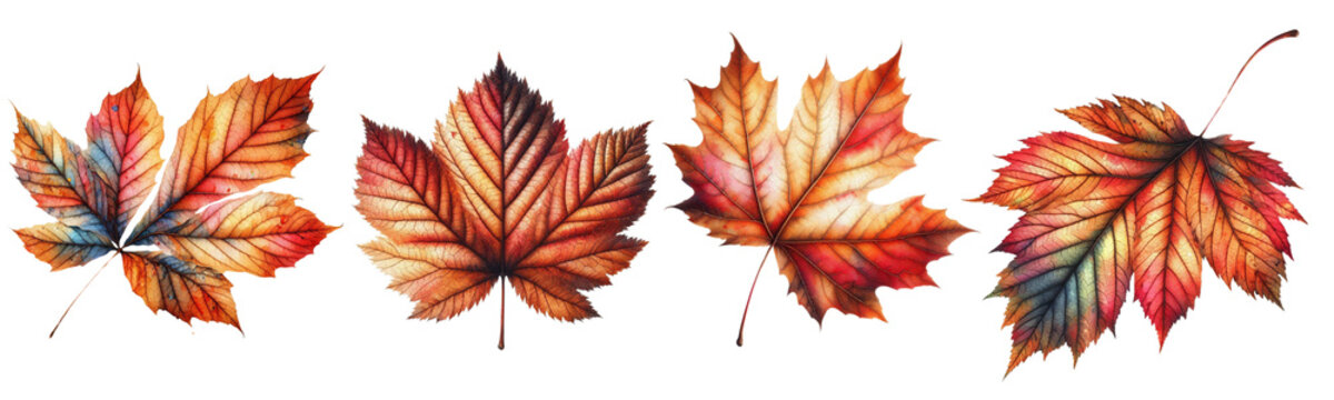 Autumn Foliage Fall Leaves Pack Collection