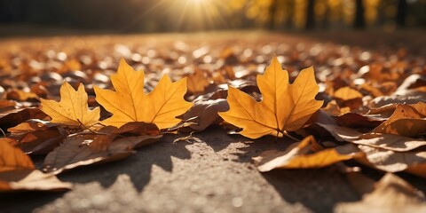 Yellow leaves are lying on the road, close-up , in sunlight.Autumn background.