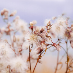 Nature botanical aesthetic background, close up landscape fluffy seeds of field flowers, tender soft autumn season scene, warm toned pastel color, blue sky blurred. Environment textured fon