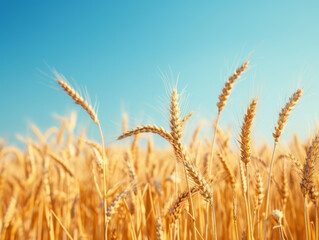 Fototapeta premium Golden Wheat Stalks in a Field Under a Blue Sky