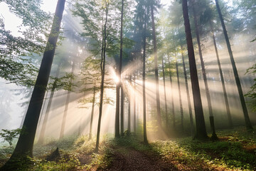 Foggy morning in the forest