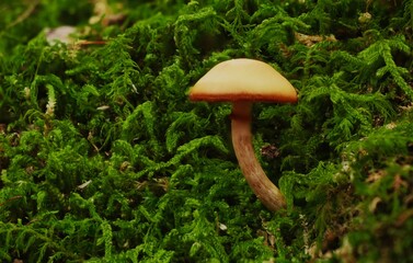 Mushroom  in green fungus