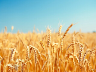Fototapeta premium Golden Wheat Stalks in a Field Against a Blue Sky