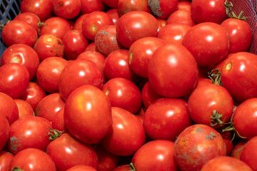 Closeup view of a freshly picked tomatoes