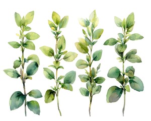 Watercolor Thyme Leaves in Soft Green Shades on White Background