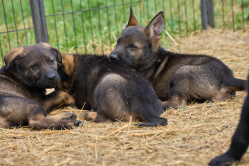 Beautiful German Shepherd puppies resting in their enclosure on a farm in Skaraborg Sweden