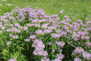 Obraz premium Many wild bergamot wildflowers at Miami Woods in Morton Grove, Illinois