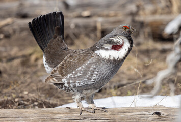 Spruce Grouse in Spring in Yellowstoen National park Wyoming