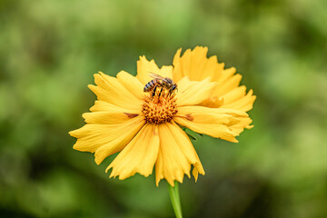 flower and honey bee eating