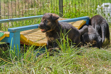 Beautiful German Shepherd puppies resting in their enclosure on a farm in Skaraborg Sweden