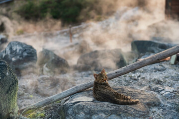 tabby cat in mount Unzen Hell valley with heavy gas, Nagasaki