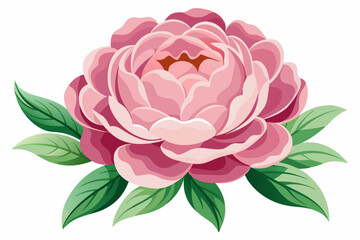 Pink Peony Flower with Green Leaves
