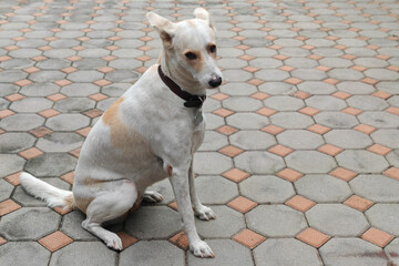 Portrait of cute mixed breed dog staring at camera on footpath