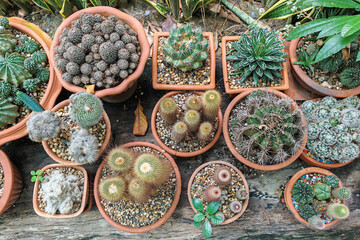 Top view  cactus plants in pots arranged on wooden table