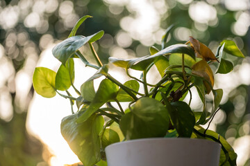 Golden pothos money or Devil's ivy tree plant at sunset