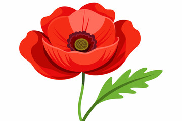 Fototapeta premium A Single Red Poppy Flower with a Green Leaf