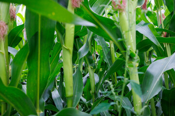 Obraz premium View of a corn field with green leaves and corn cobs as a background
