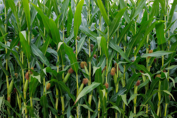 View of a corn field with green leaves and corn cobs as a background