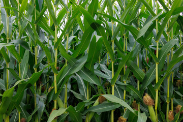 View of a corn field with green leaves and corn cobs as a background