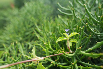 purple grass flower closeup and green lush leaves
