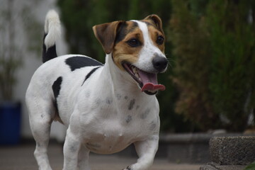 Três cães Jack Russel terrier felizes com uma bola