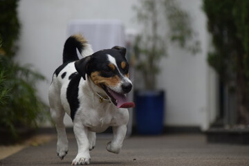 Três cães Jack Russel terrier felizes com uma bola