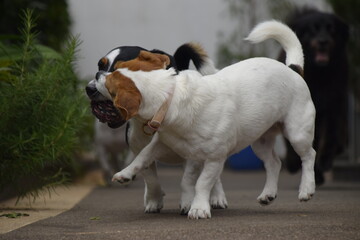 Três cães Jack Russel terrier felizes com uma bola