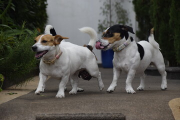 Três cães Jack Russel terrier felizes com uma bola