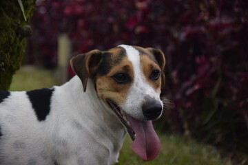 Três cães Jack Russel terrier felizes com uma bola