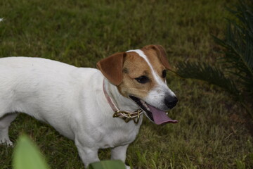 Três cães Jack Russel terrier felizes com uma bola