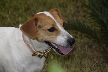 Tr&ecirc;s c&atilde;es Jack Russel terrier felizes com uma bola