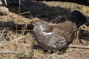 Spruce Grouse in Spring in Yellowstoen National park Wyoming