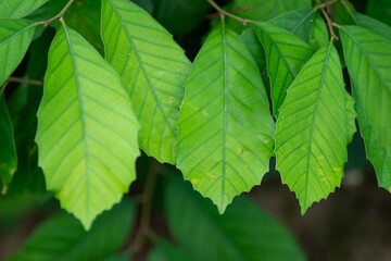 Fototapeta na wymiar green leaves