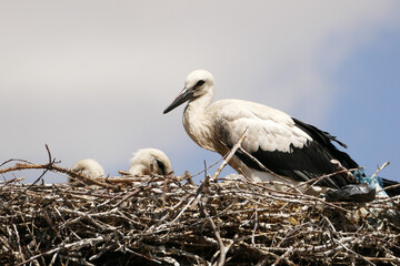 Storks return to their nests in spring and raise their young