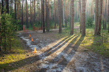 A forest with a dirt road and orange cones